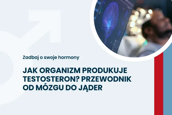 Jak organizm produkuje testosteron?